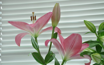 Картинка цветы лилии лилейники