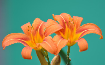 Картинка цветы лилии лилейники