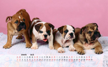 обоя календари, животные