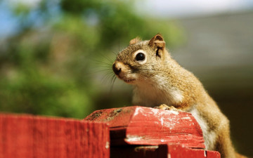 Картинка животные белки