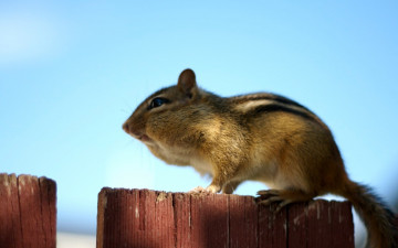 Картинка животные бурундуки