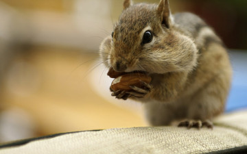 Картинка животные бурундуки