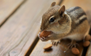 Картинка животные бурундуки