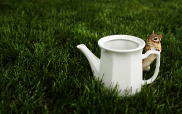 Картинка животные бурундуки