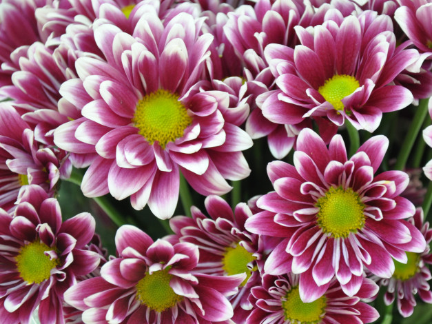 Обои картинки фото цветы, хризантемы