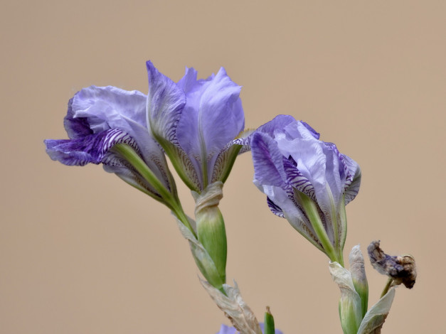 Обои картинки фото цветы, ирисы
