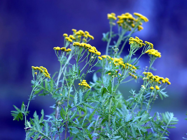 Обои картинки фото цветы, луговые, полевые