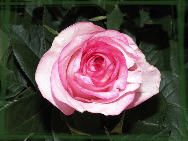 Обои картинки фото цветы, розы