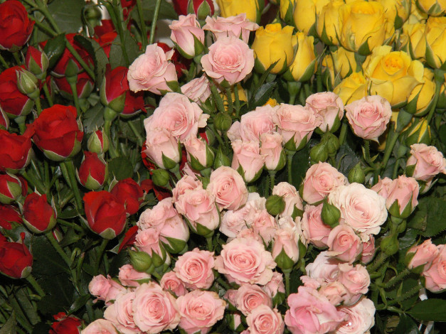 Обои картинки фото цветы, розы