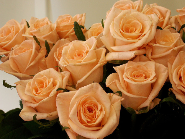 Обои картинки фото цветы, розы