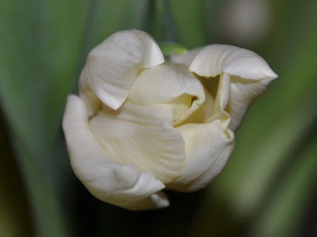 Обои картинки фото цветы, тюльпаны