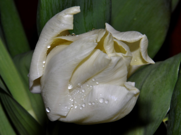 Обои картинки фото цветы, тюльпаны