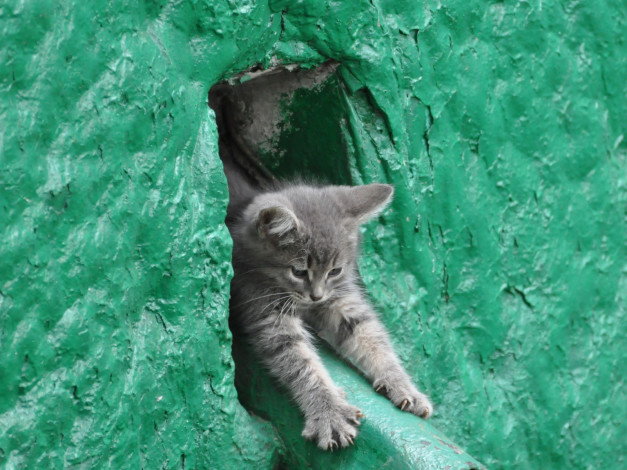 Обои картинки фото животные, коты