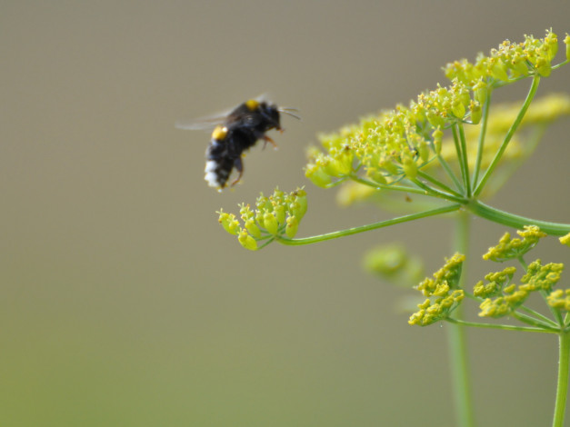 Обои картинки фото животные, пчелы, осы, шмели