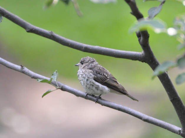 Обои картинки фото животные, птицы