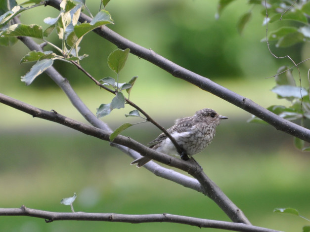 Обои картинки фото животные, птицы