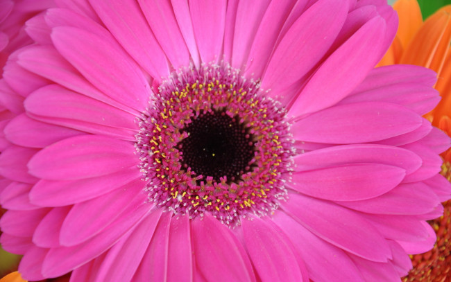 Обои картинки фото цветы, герберы