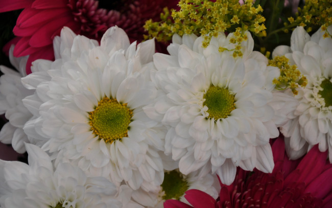 Обои картинки фото цветы, хризантемы