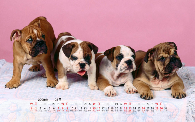 Обои картинки фото календари, животные