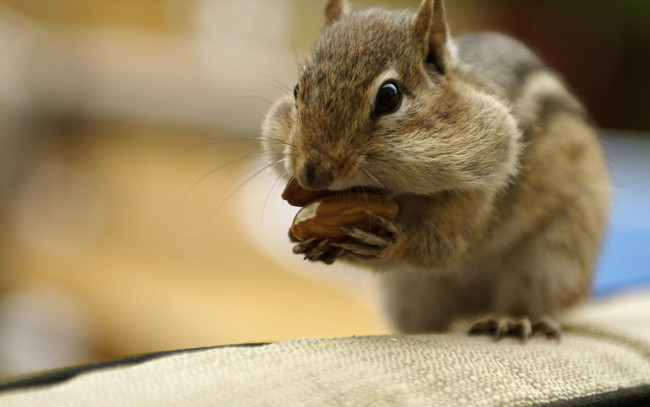 Обои картинки фото животные, бурундуки