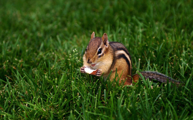 Обои картинки фото животные, бурундуки