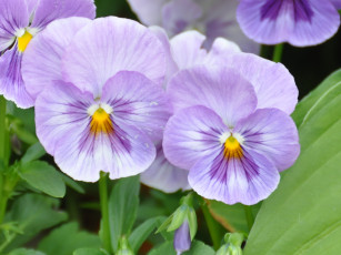 Картинка цветы анютины глазки садовые фиалки