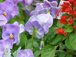 Картинка цветы анютины глазки садовые фиалки