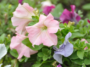 Картинка цветы петунии калибрахоа