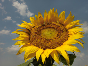 Картинка цветы подсолнухи