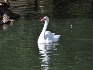 Картинка животные лебеди