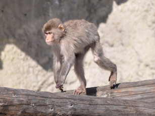 обоя животные, обезьяны