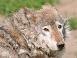 Картинка животные волки