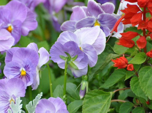 Обои картинки фото цветы, анютины, глазки, садовые, фиалки