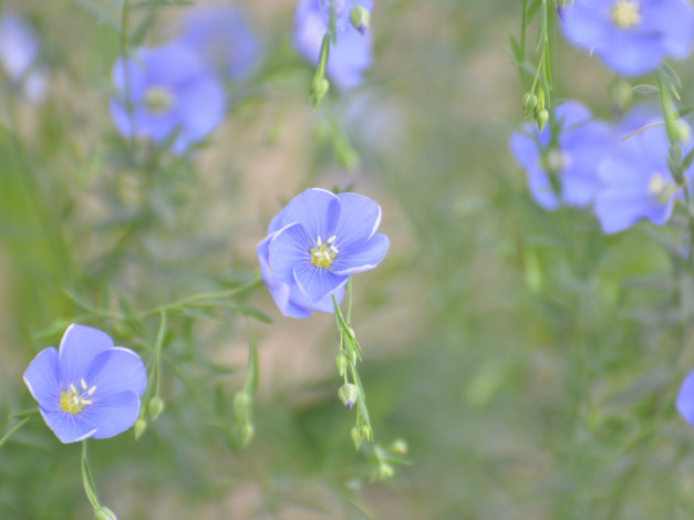 Обои картинки фото цветы, луговые, полевые