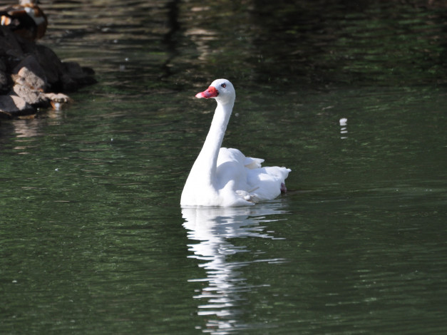 Обои картинки фото животные, лебеди