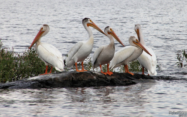 Обои картинки фото животные, пеликаны