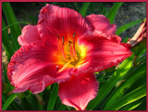 Картинка цветы лилии лилейники