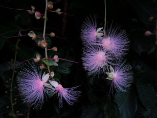 Картинка цветы акация тёмный