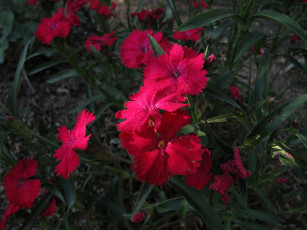 Картинка цветы гвоздики красные