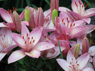 Картинка цветы лилии лилейники