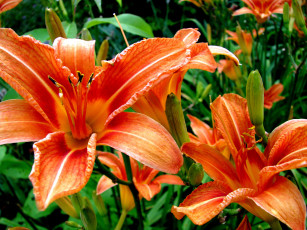 Картинка цветы лилии лилейники