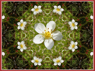 Картинка цветы луговые полевые