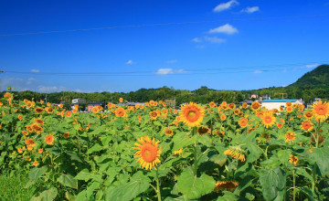 Картинка цветы подсолнухи