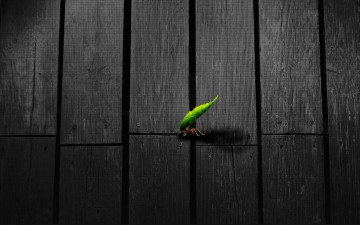 Картинка 3д графика animals животные писточек муравей