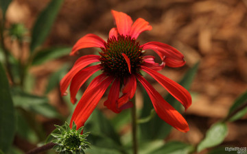 Картинка цветы эхинацея