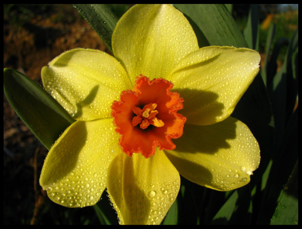 Обои картинки фото цветы, нарциссы