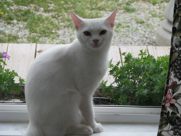 Обои картинки фото животные, коты, окно