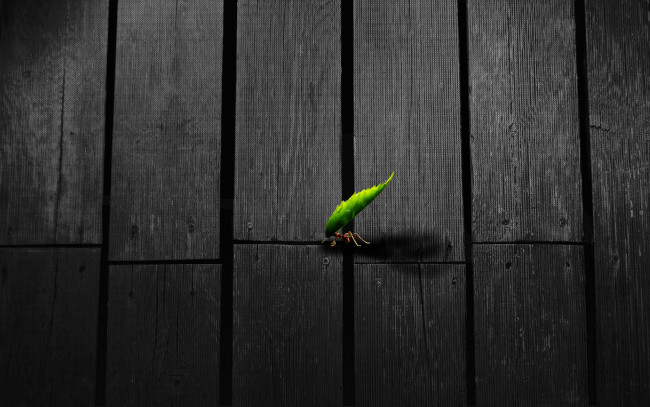 Обои картинки фото 3д, графика, animals, животные, писточек, муравей