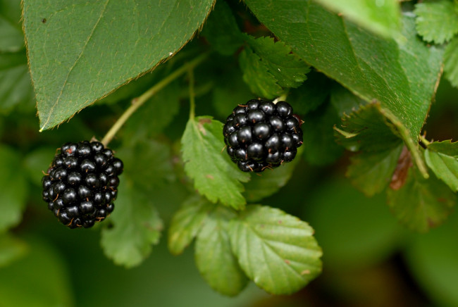 Обои картинки фото природа, Ягоды, ежевика