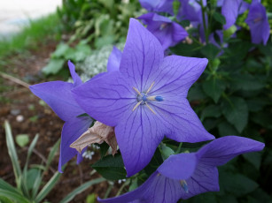 Картинка цветы колокольчики лепестки